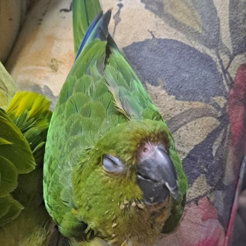 Conure aratinga jandaya/ tête d'or #5