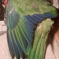 Conure aratinga jandaya/ tête d'or #1