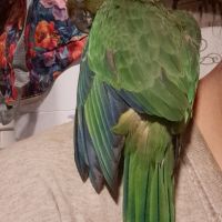 Conure aratinga jandaya/ tête d'or #2