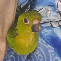 Conure aratinga jandaya/ tête d'or #3