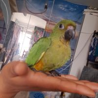 Conure aratinga jandaya/ tête d'or