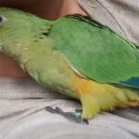 Conure aratinga jandaya/ tête d'or #7
