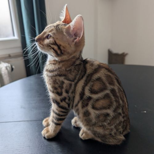 Femelles bengal #0