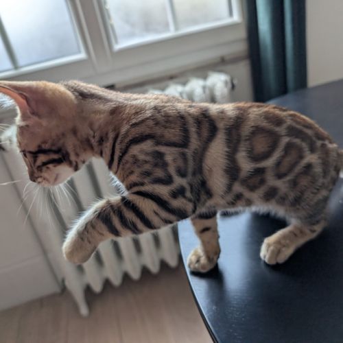 Femelles bengal #2