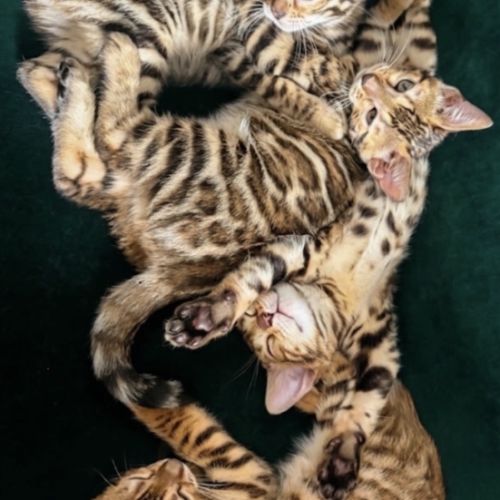 Femelles bengal #3