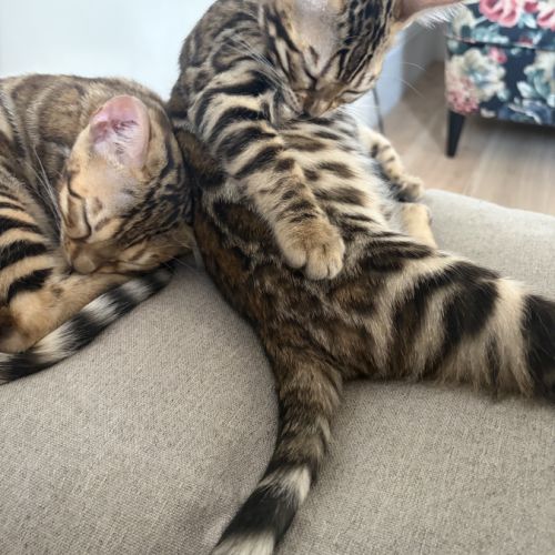 Femelles bengal #5