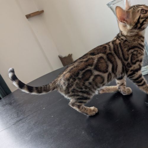 Femelles bengal #6