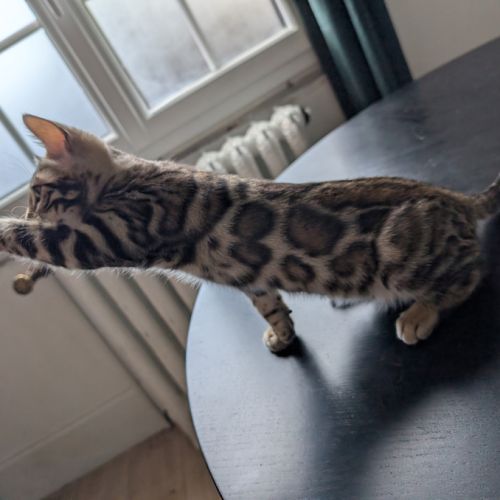 Femelles bengal #7