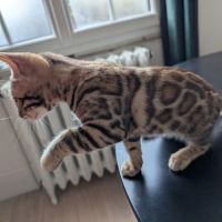 Femelles bengal #2