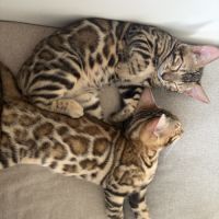 Femelles bengal #4