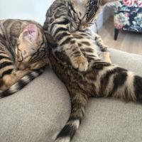 Femelles bengal #5