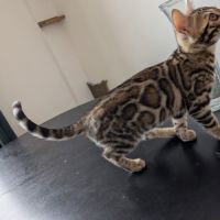 Femelles bengal #6