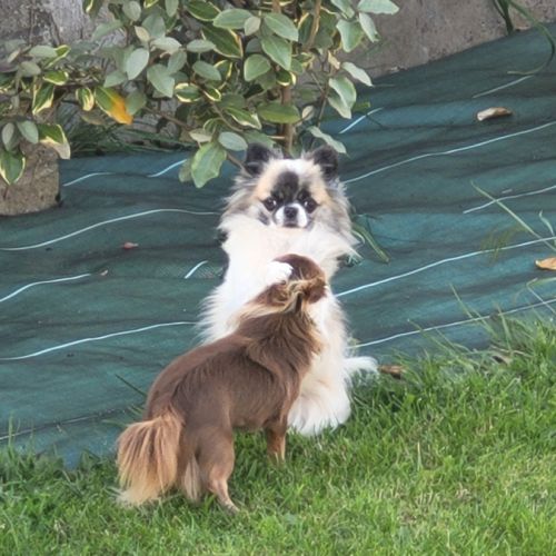 Magnifique chihuahua lof pour saillie