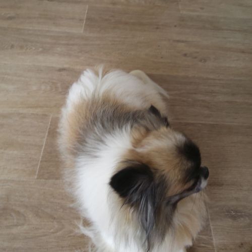 Magnifique chihuahua lof pour saillie #2