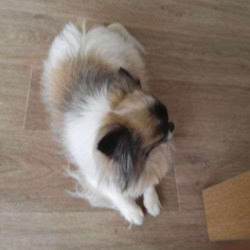 Magnifique chihuahua lof pour saillie #3