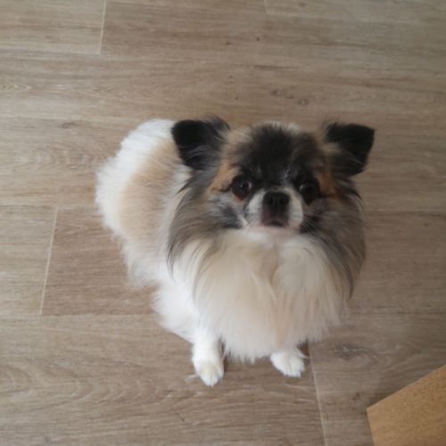 Magnifique chihuahua lof pour saillie #4
