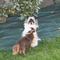 Magnifique chihuahua lof pour saillie