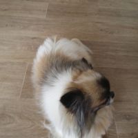 Magnifique chihuahua lof pour saillie #2