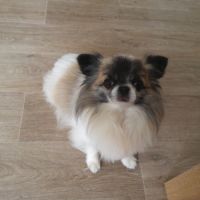 Magnifique chihuahua lof pour saillie #4