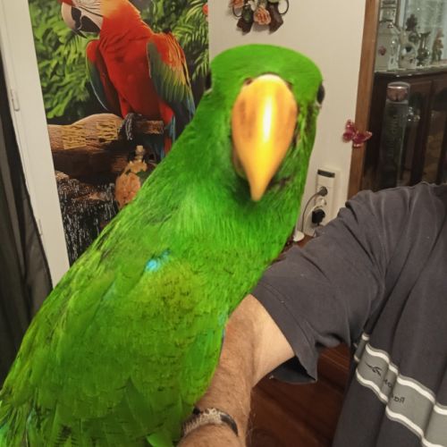 Eclectus polychloros