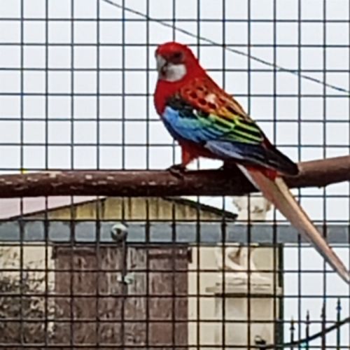 Omnicolore opaline