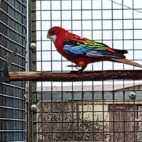 Omnicolore opaline #2