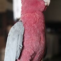 Cacatoès rosalbin