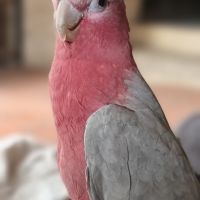 Cacatoès rosalbin #2