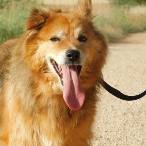 Reia, chienne senior . une perle ! #1