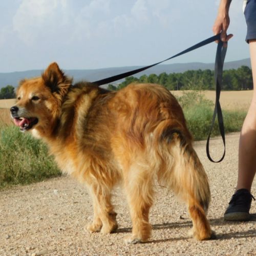 Reia, chienne senior . une perle ! #4