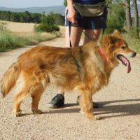 Reia, chienne senior . une perle ! #2