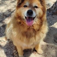 Reia, chienne senior . une perle !