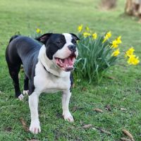 Donne chien contre très bon soin #1