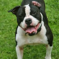 Donne chien contre très bon soin #2