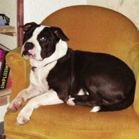 Donne chien contre très bon soin #0