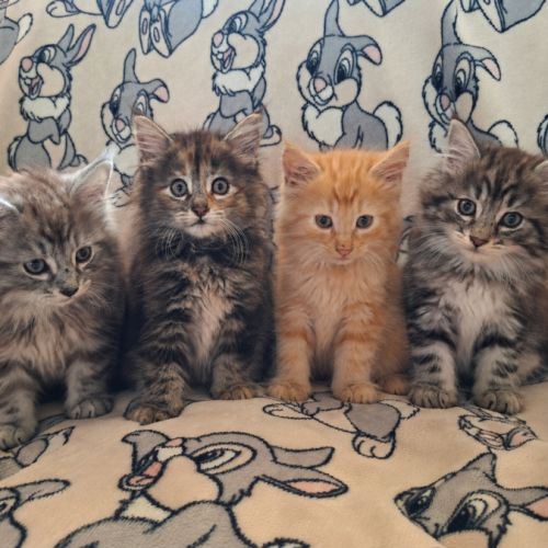 Chatons norvégien