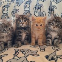 Chatons norvégien #0