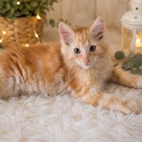 Chatons norvégien #4