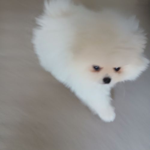 Spitz nain ourson poméranien #2