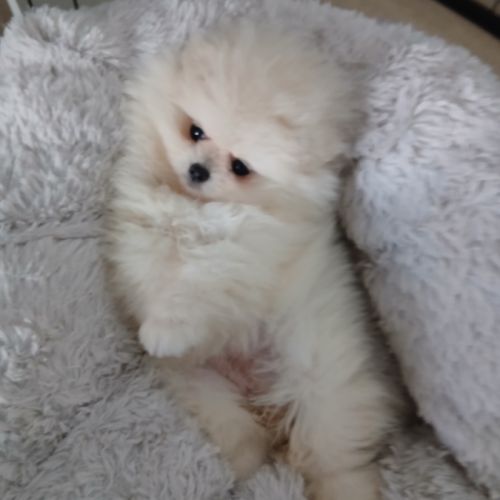 Spitz nain ourson poméranien #3