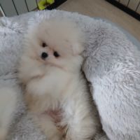 Spitz nain ourson poméranien #1