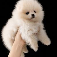 Spitz nain ourson poméranien