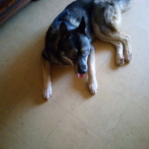 Husky poil loup #1