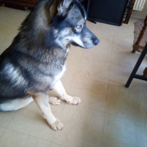 Husky poil loup #0