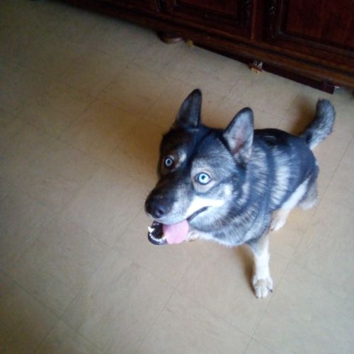 Husky poil loup #4