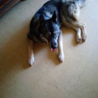 Husky poil loup #1