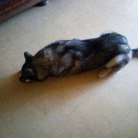 Husky poil loup #2