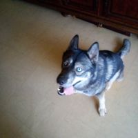 Husky poil loup #4