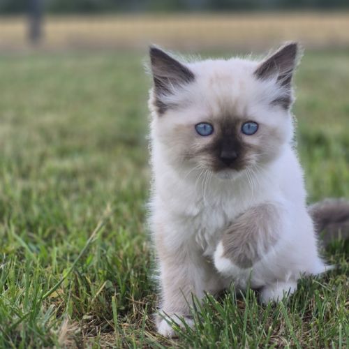 Chatons ragdolls loof #2