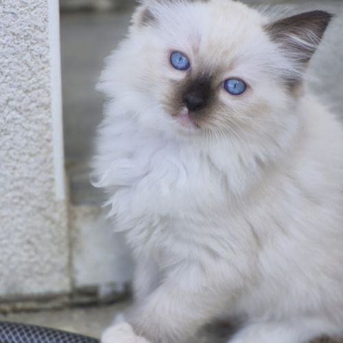 Chatons ragdolls loof
